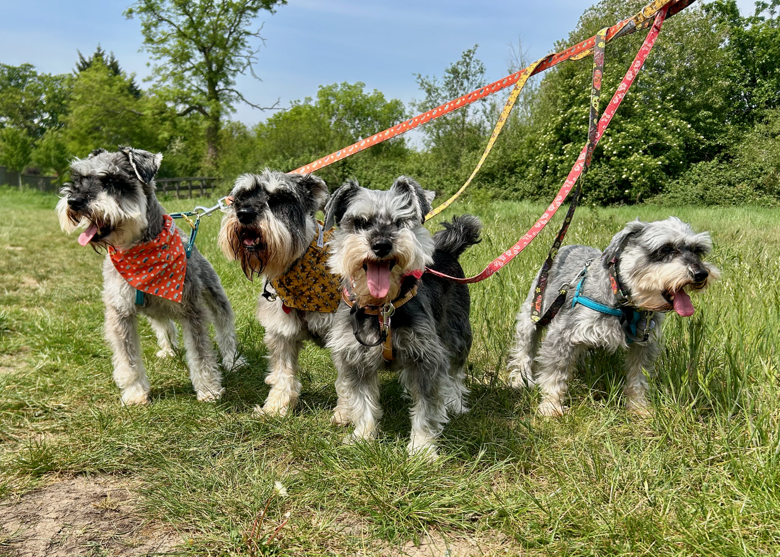 All four schnauzers - Nell, Gertie, Wilma and Silky Sue