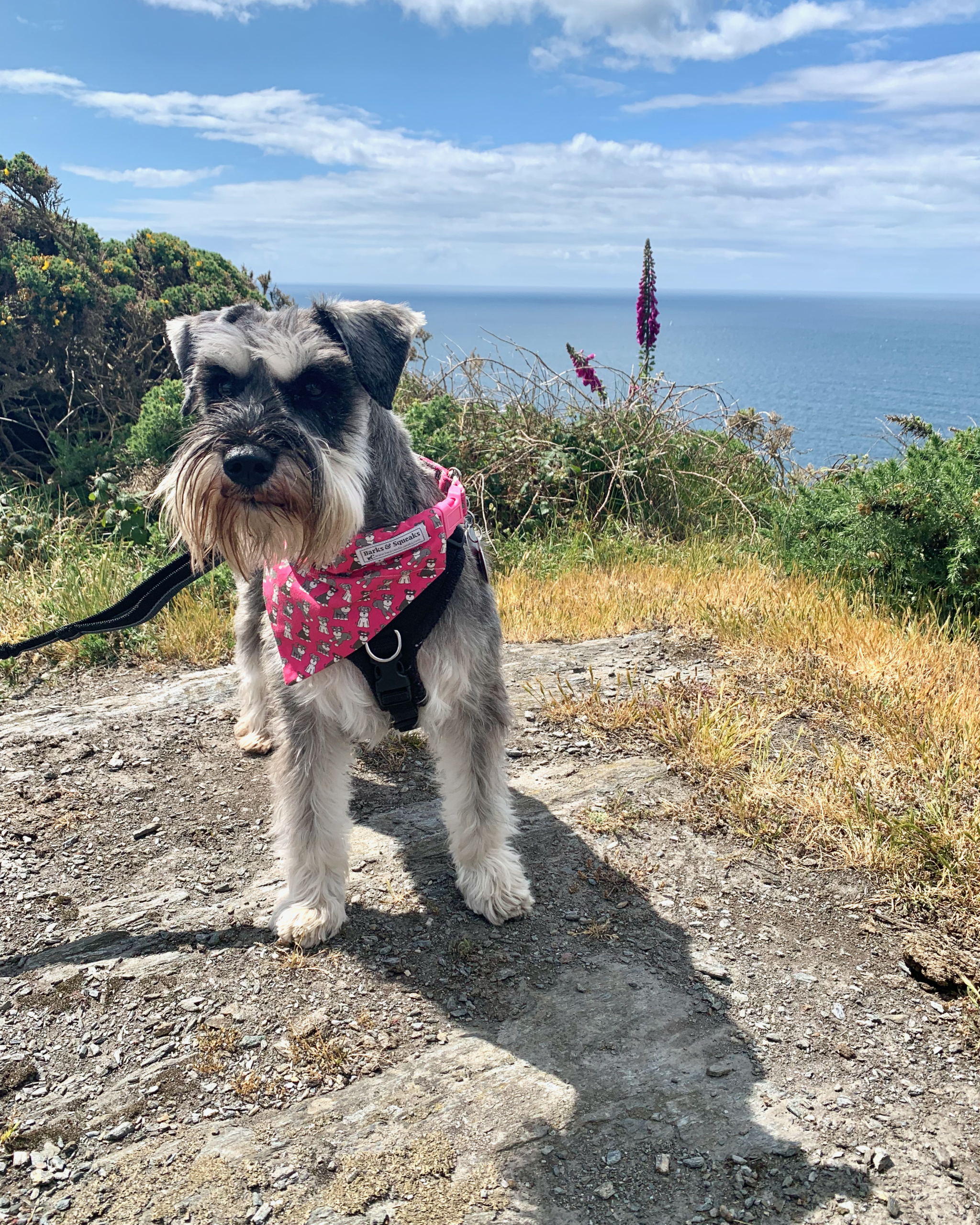 Gertie - profile photo