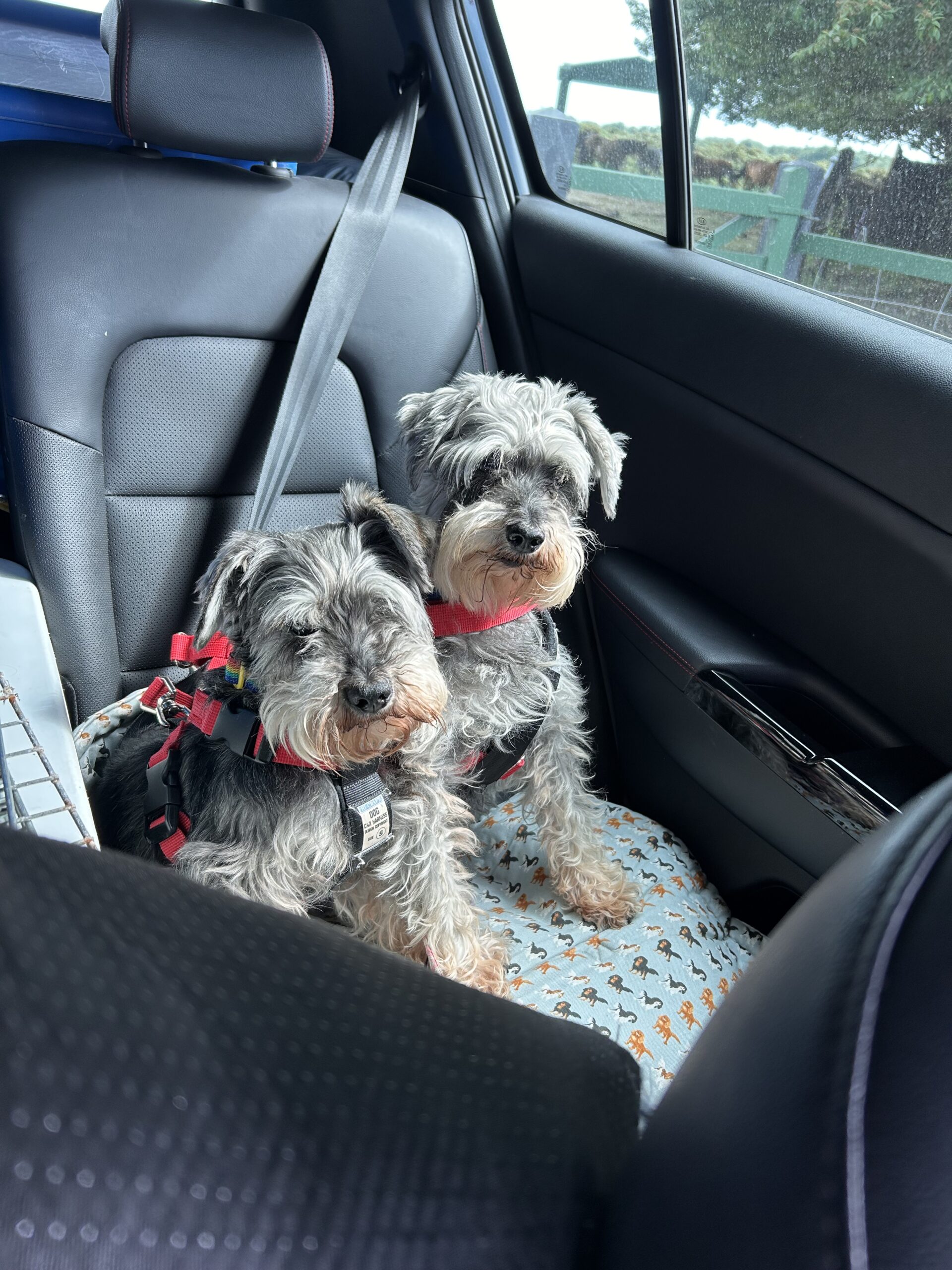 Silky and Nell on the back seat in their car harnesses, wild ponies just visible through the rear window
