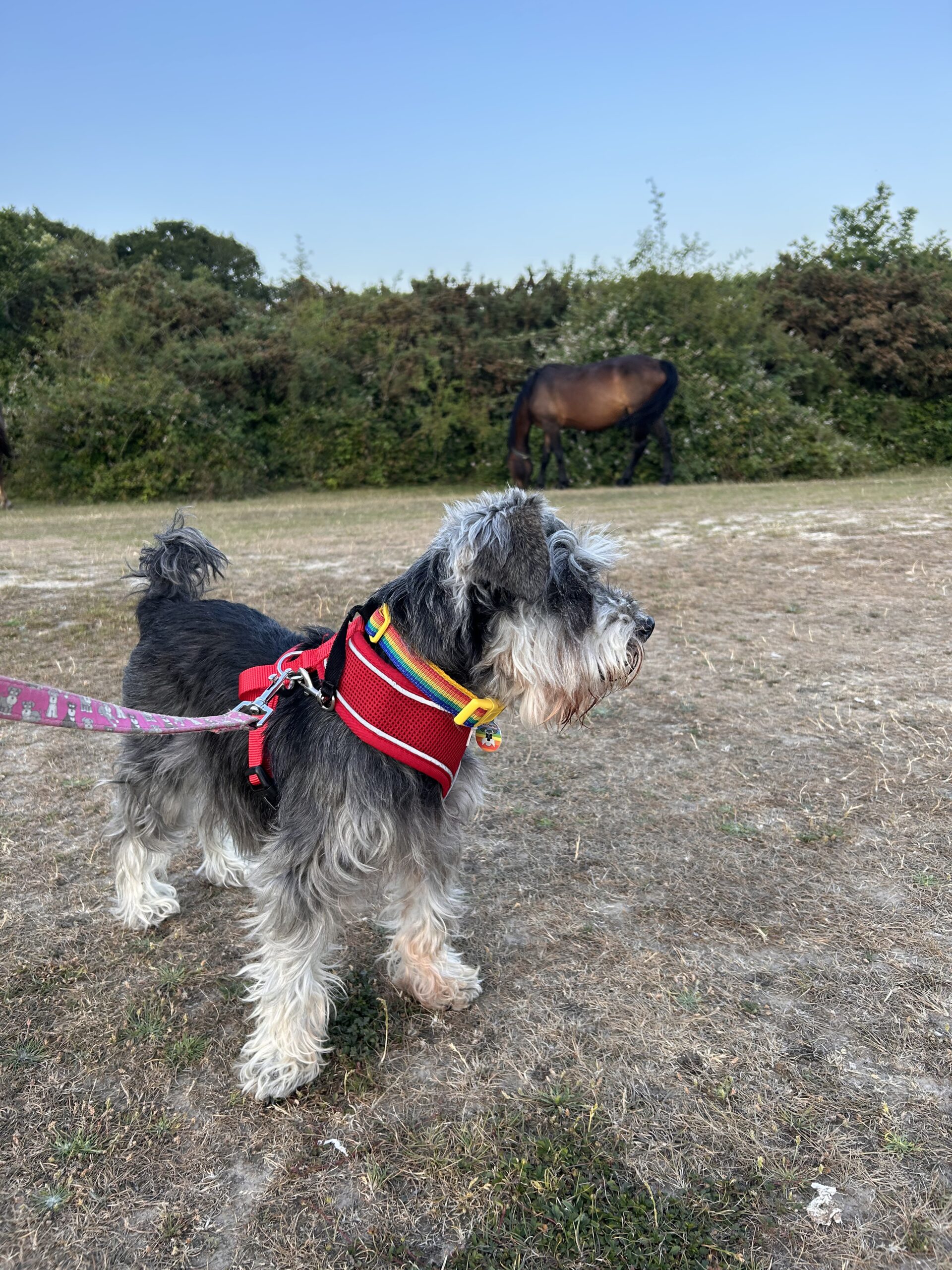 Silky in foreground on a walk, a wild pony grazing in the background