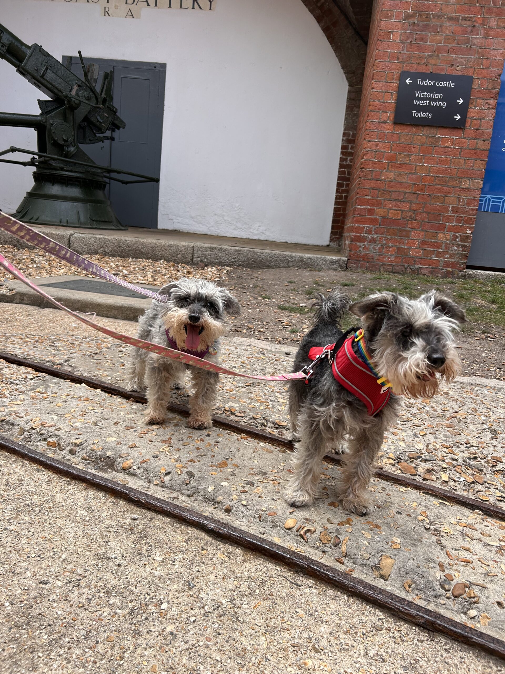 both dogs at Hurst Castle with the Tudor castle / Victorian west wing signage and an old artillery piece