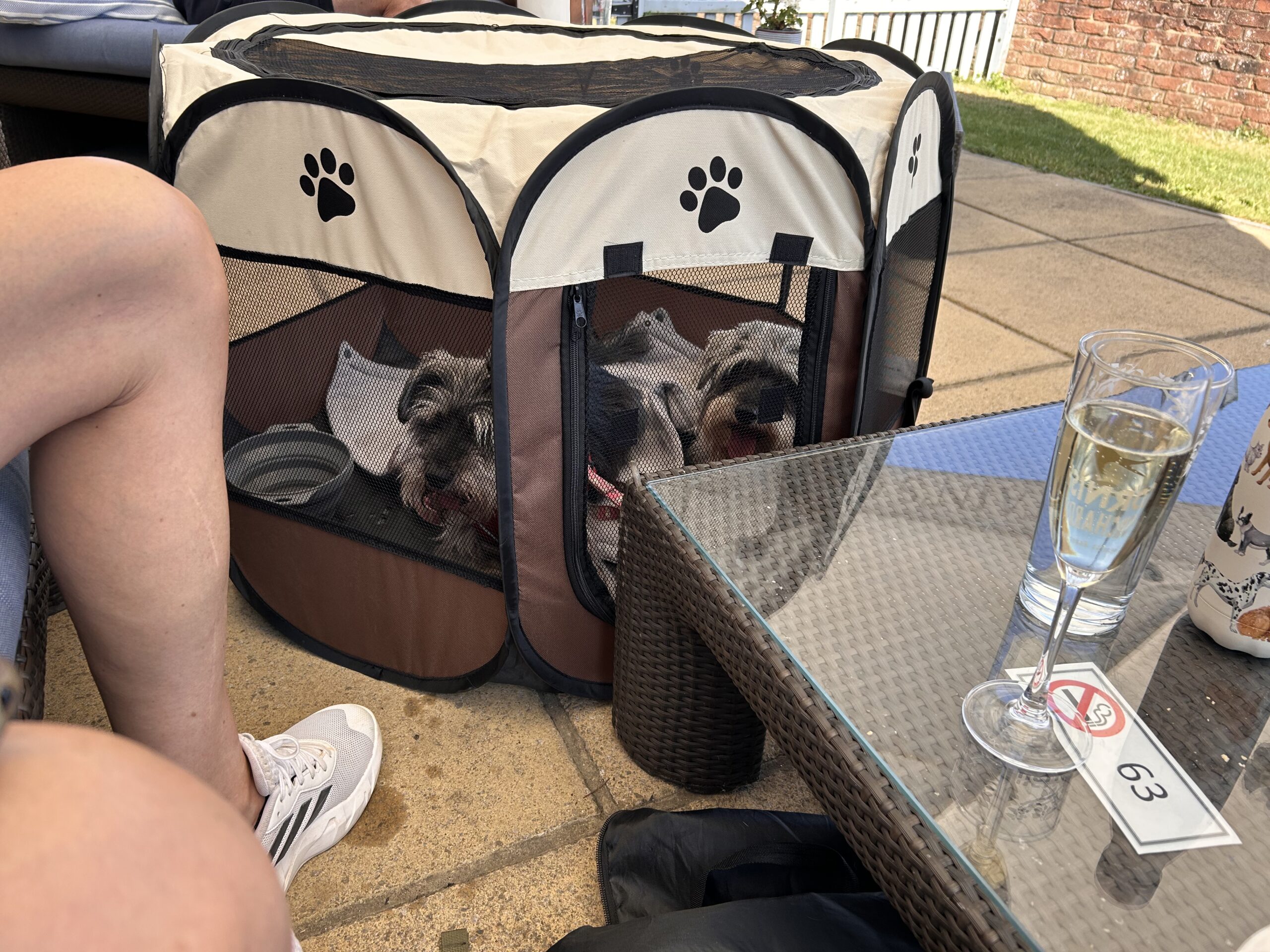 the dogs in the pop-up pen on the patio at the Captain's Club, table 63