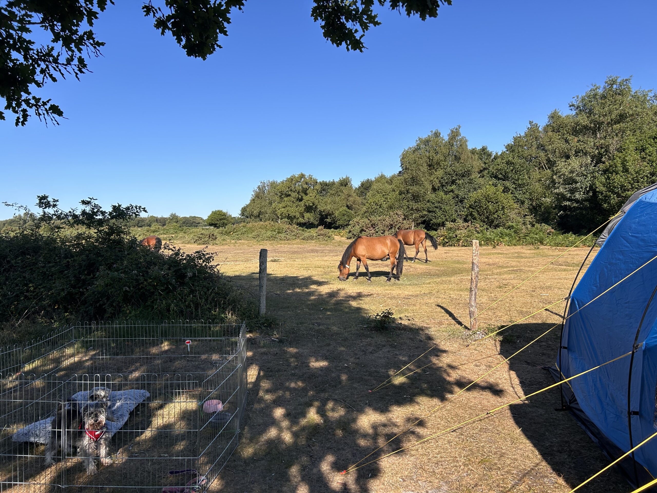 view from the pitch over the fence, wild ponies grazing in the next field, with the metal pen and one of the dogs visible in the foreground