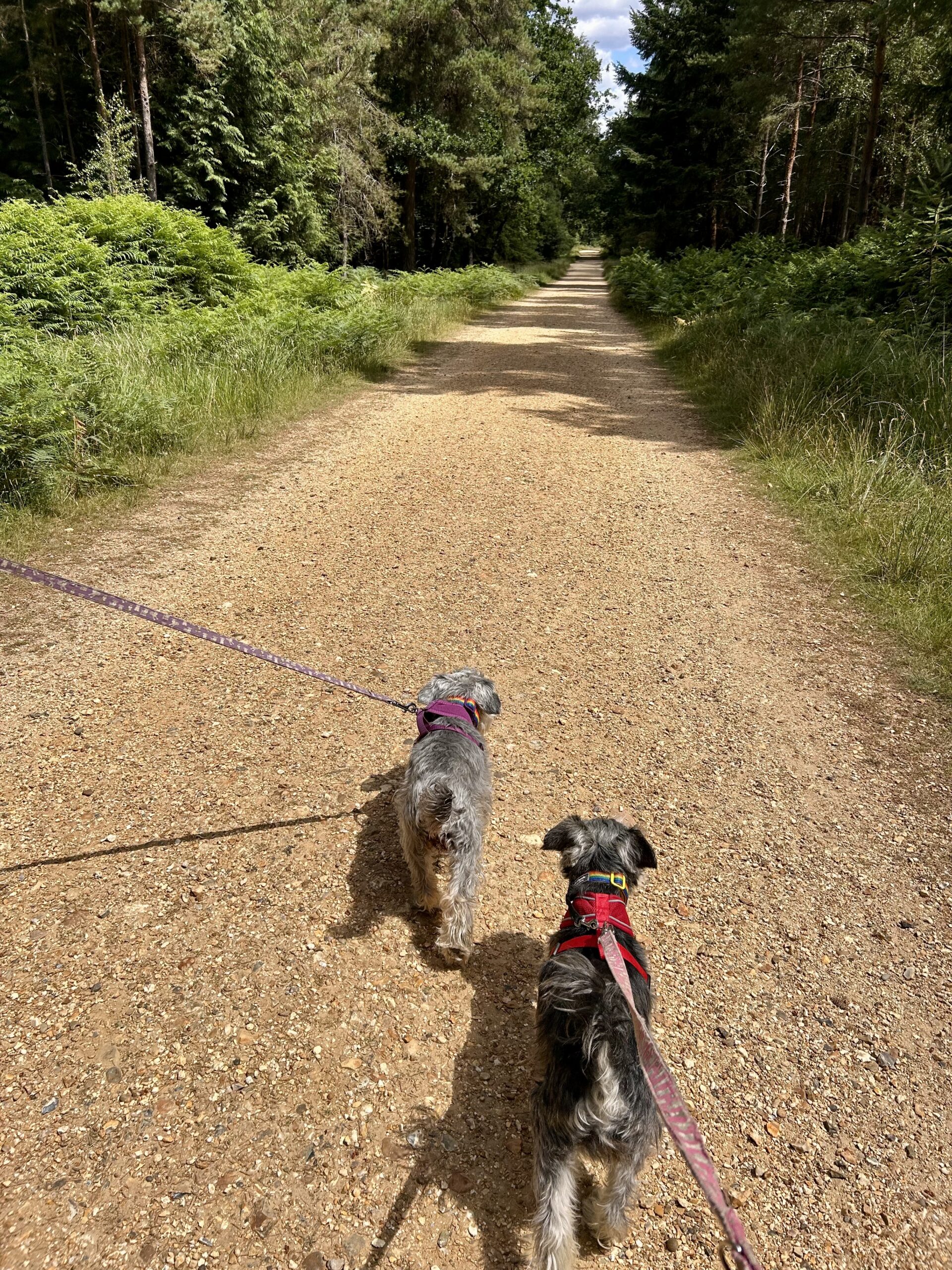 both dogs leading the way down the Perrywood path, view from behind