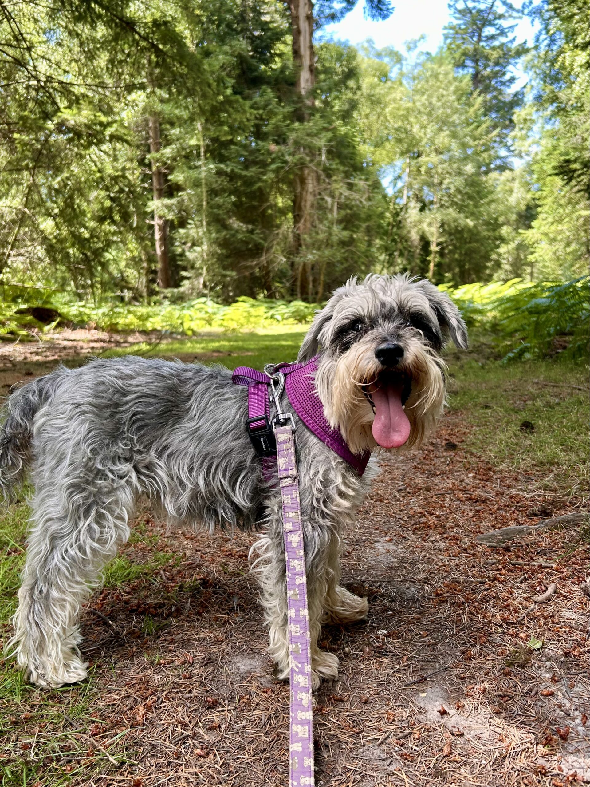 Nell on the Perrywood loop, tongue out
