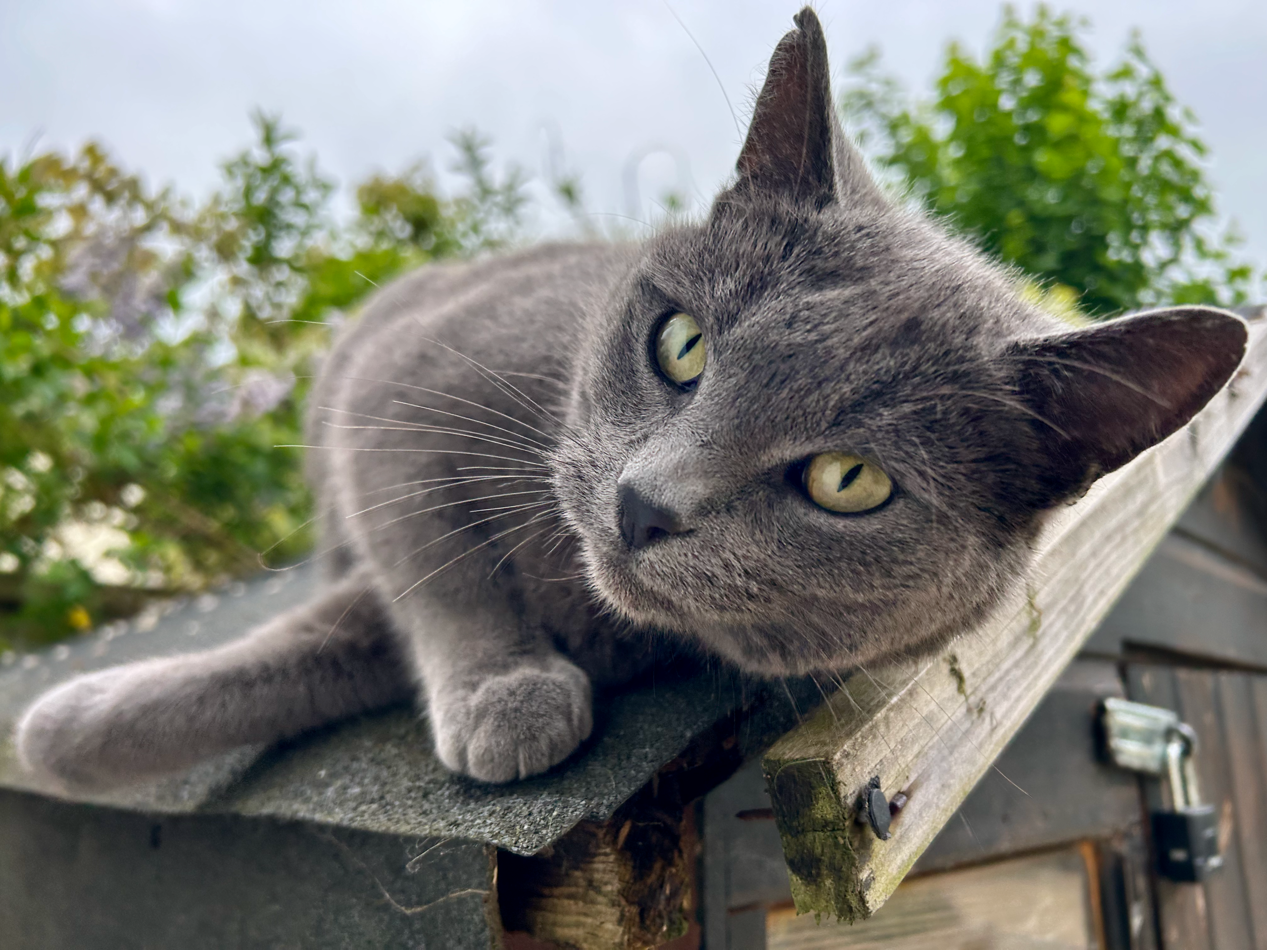Max the cat