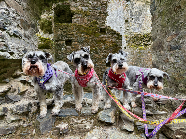 Cornwall with four schnauzers, days four and five: the Eden Project and a birthday at Lanhydrock