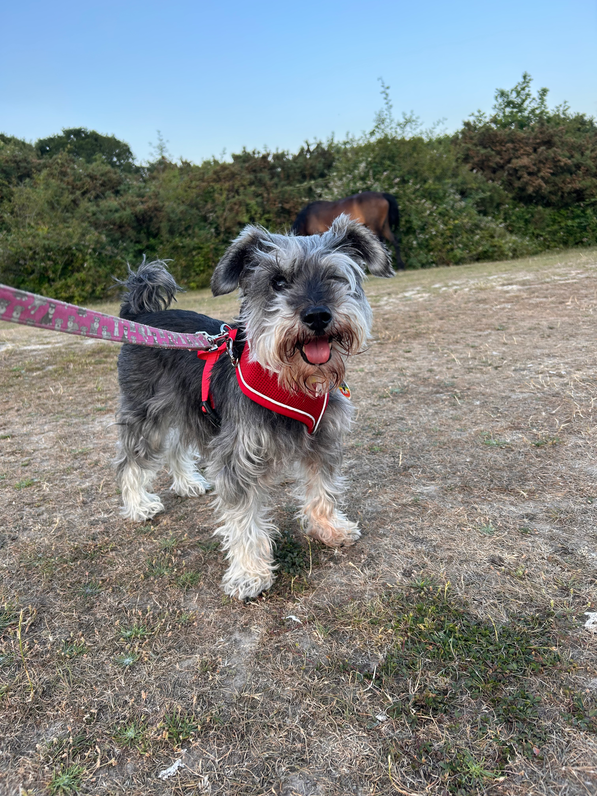 Silky Sue - profile photo