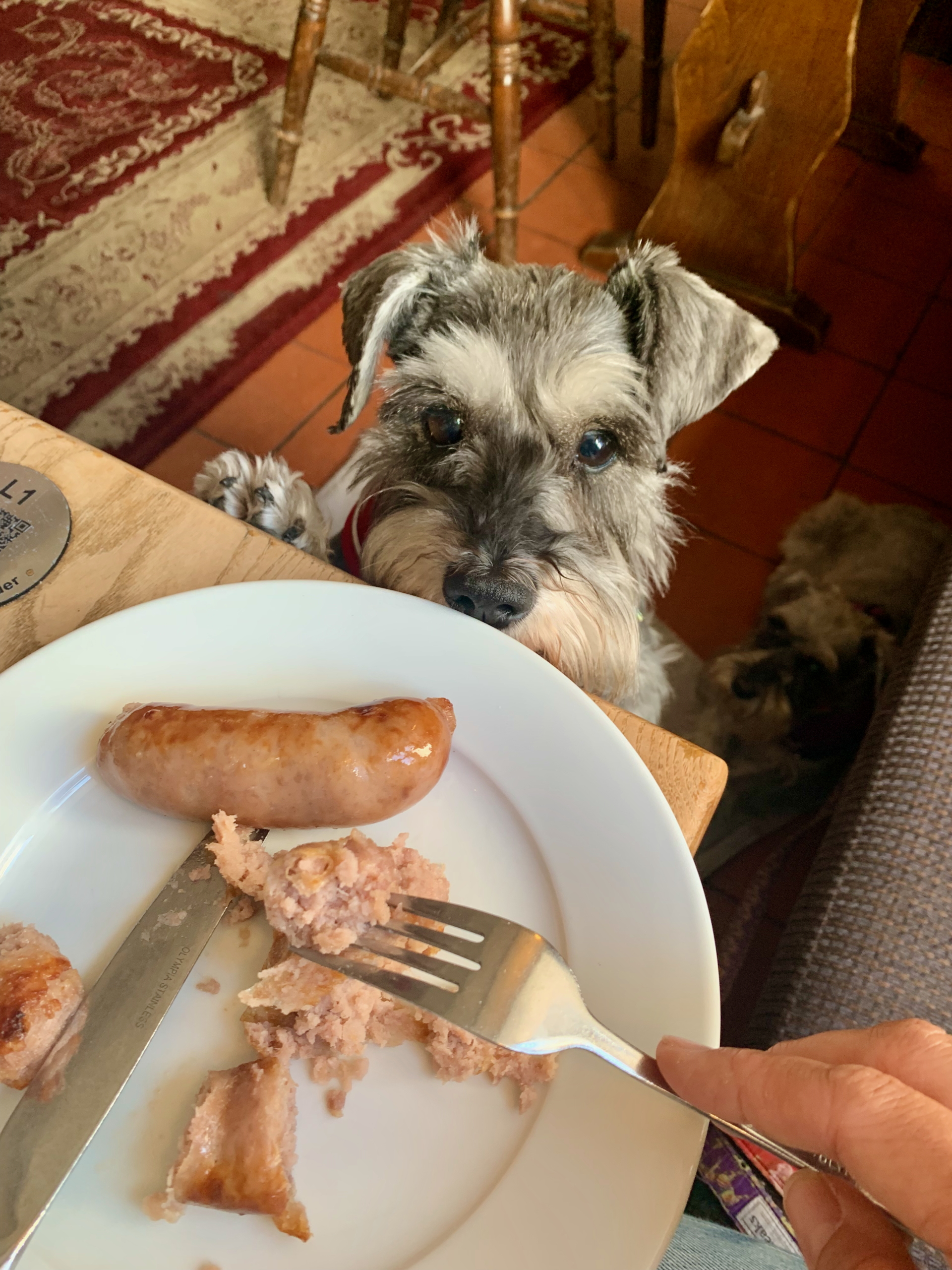 Silky waiting for sausages at the Fortescue Inn, Salcombe