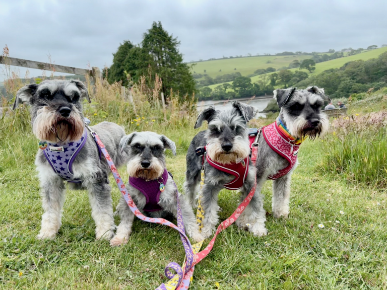 Cornwall with four schnauzers, days six and seven: the Springer Spaniel, seals and Trebah Garden